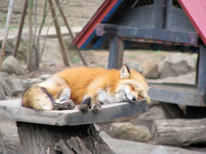 【画像】眠っている動物たち