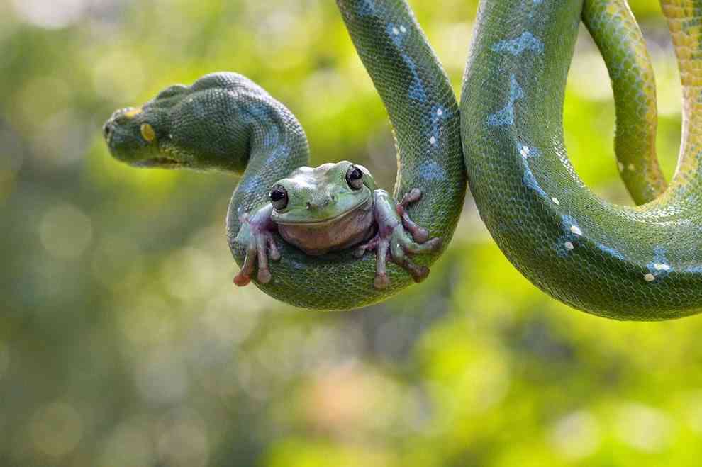 異種だけど仲良しの動物の画像