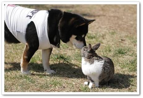 異種だけど仲良しの動物の画像