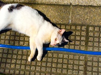 【画像】眠っている動物たち