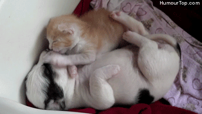 異種だけど仲良しの動物の画像