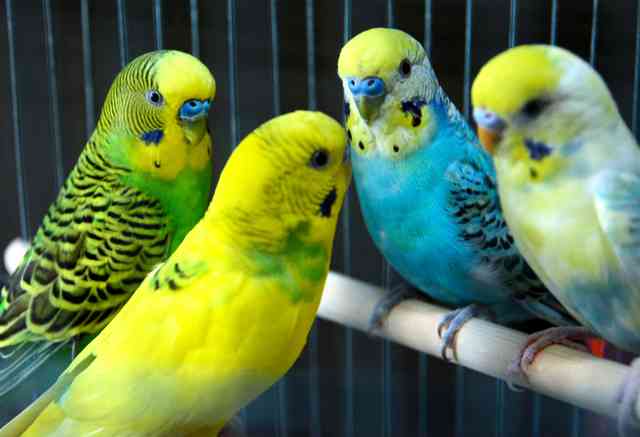 インコ４羽、ゴミ集積所で保護　名古屋、港署「捨てた可能性が高く残念。生き物には命がある。持ち主は名乗り出て」