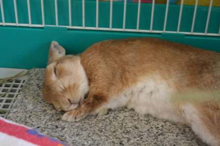 【画像】眠っている動物たち