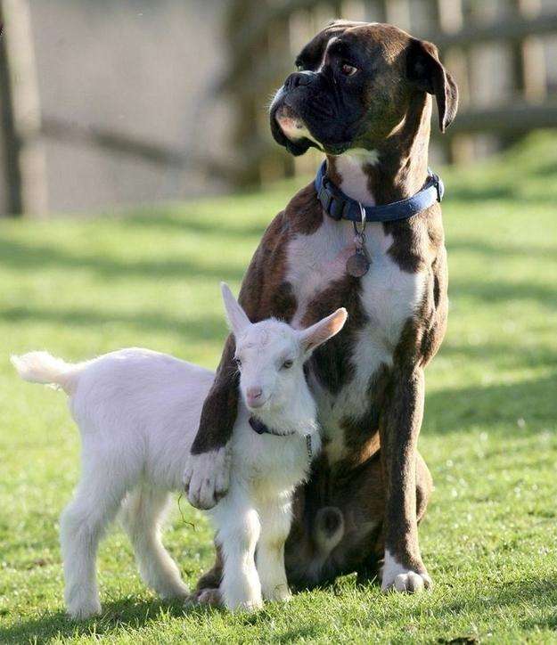 異種だけど仲良しの動物の画像