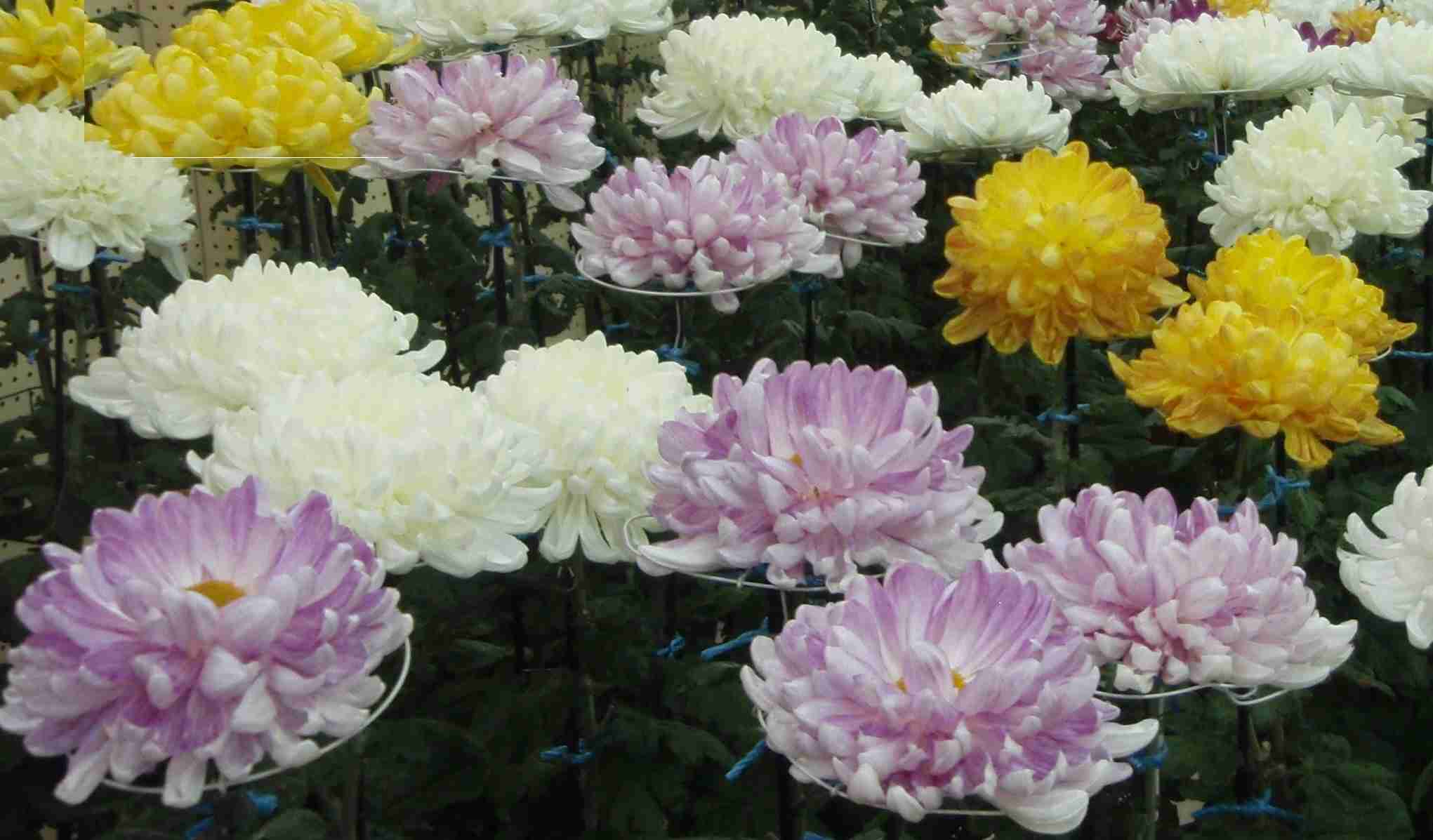 お花で癒されたい!のトピ