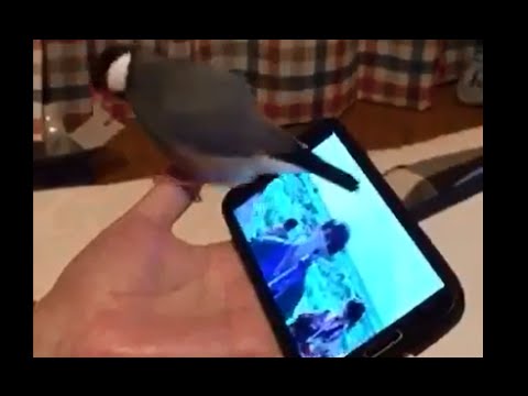 文鳥にサカナクションを聴かせてみたら超ノリノリになったｗｗｗ - YouTube