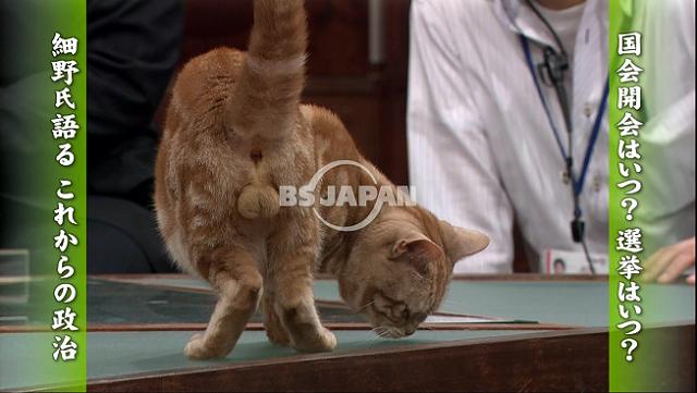 猫の「ω」の画像ください!
