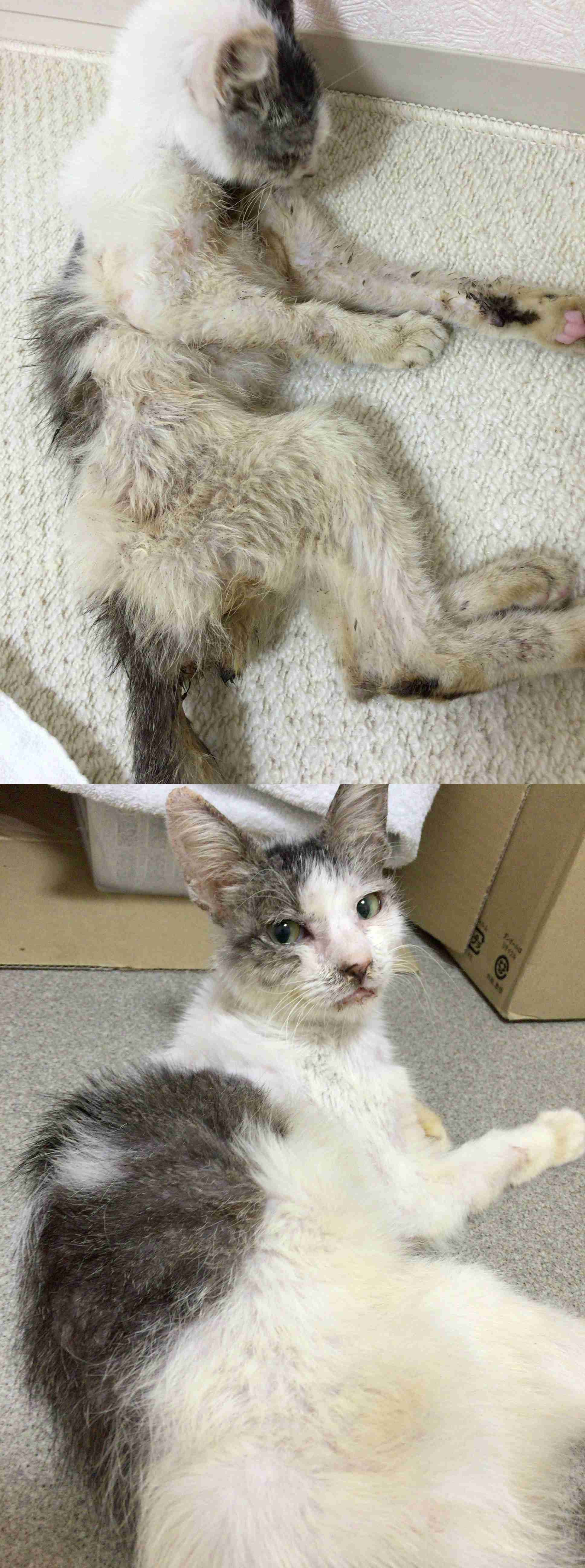 猫を拾ったのですが、どうぞご教示ください。