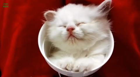 【画像】眠っている動物たち