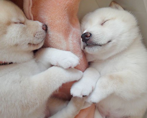 【画像】眠っている動物たち
