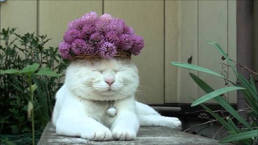 【画像】眠っている動物たち