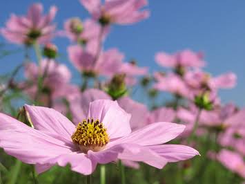 お花で癒されたい！のトピ