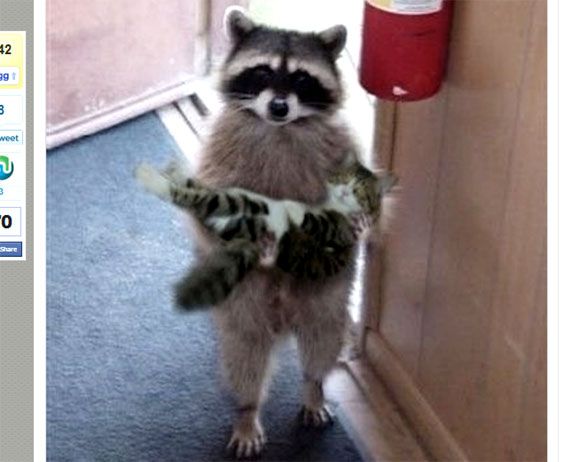 異種だけど仲良しの動物の画像
