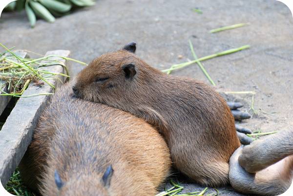 【画像】眠っている動物たち