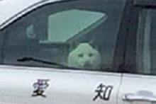 大型犬はいるのにどうして大型猫はいないの?←戦闘力が違うから