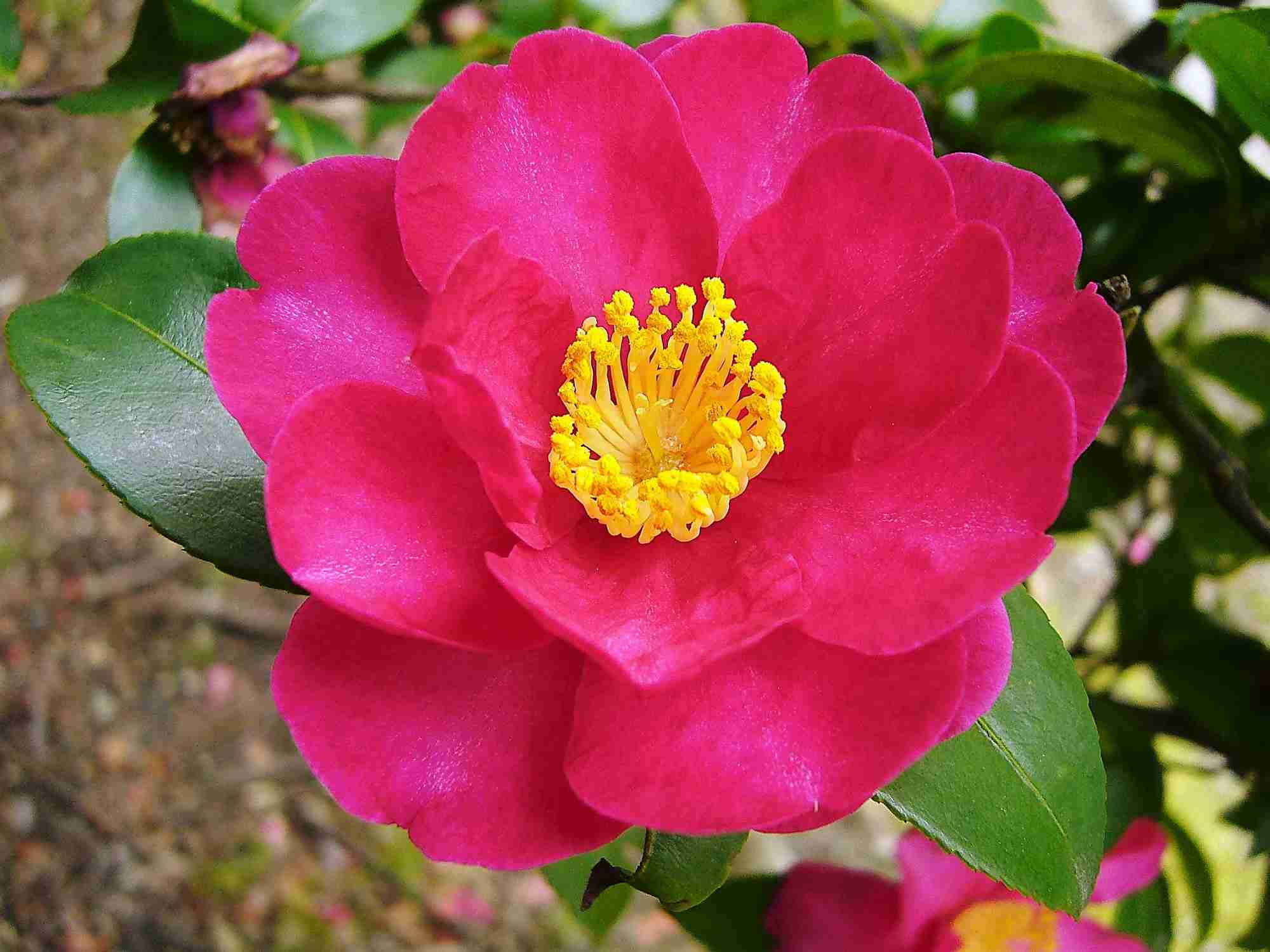 お花で癒されたい!のトピ