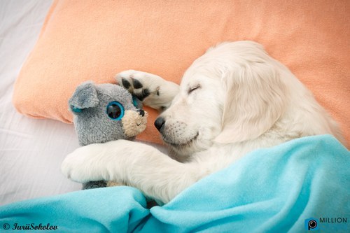 【画像】眠っている動物たち