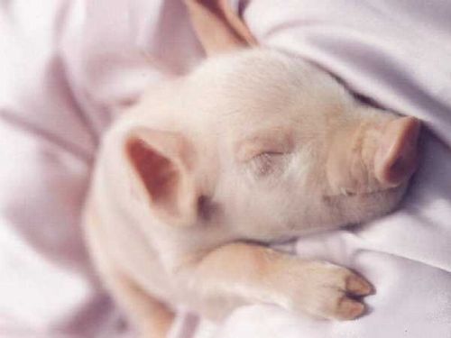 【画像】眠っている動物たち