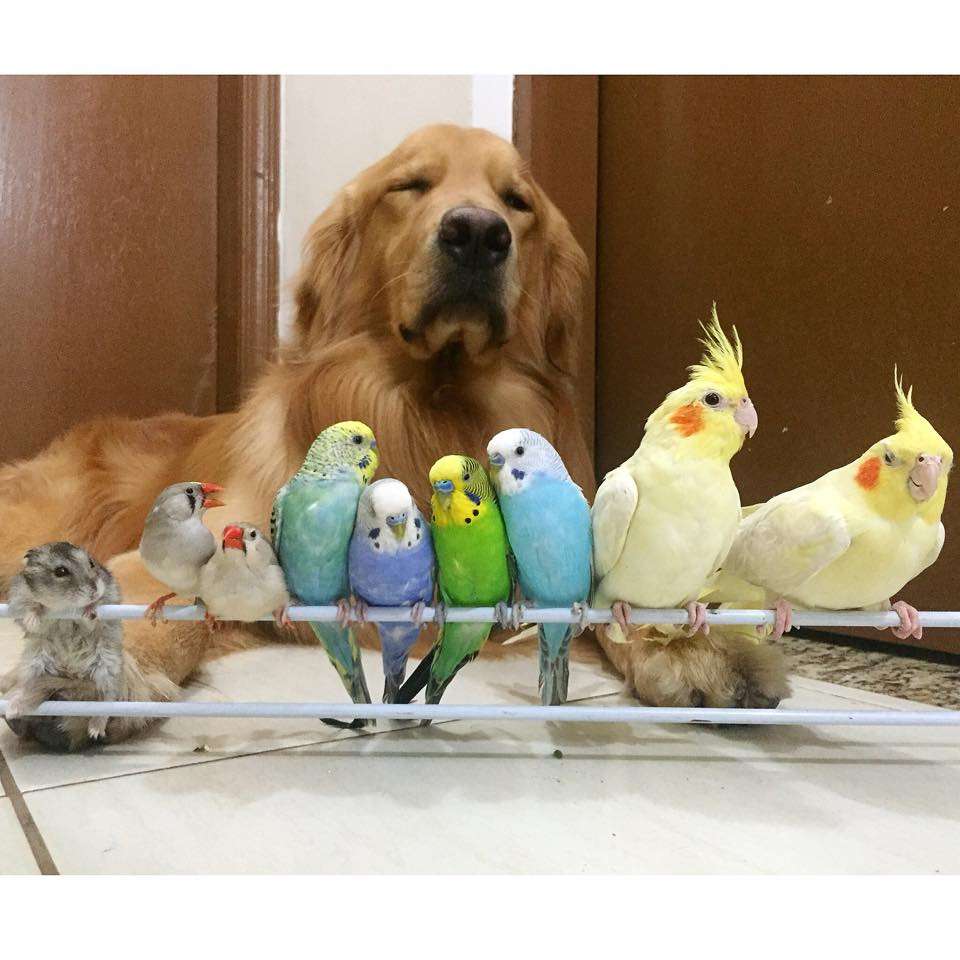 異種だけど仲良しの動物の画像