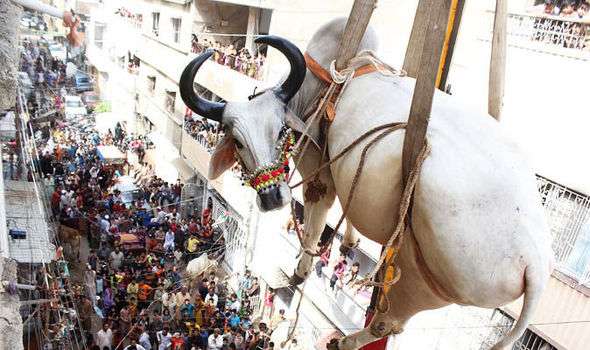 Whoever dumps sheep after Eid-ul-Adha may be jailed, says French mayor | World | News | Daily Express