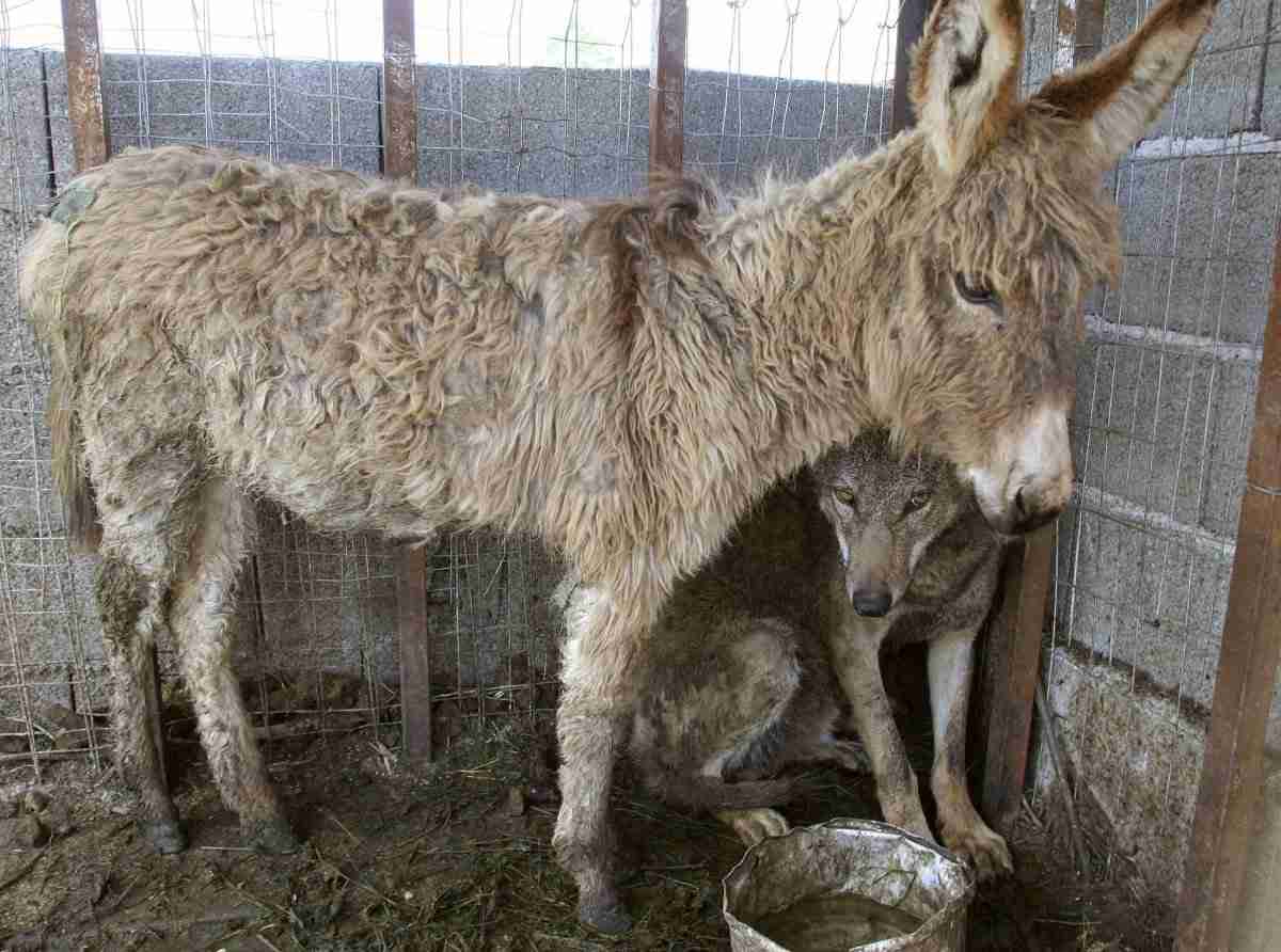 異種だけど仲良しの動物の画像