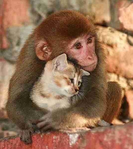異種だけど仲良しの動物の画像