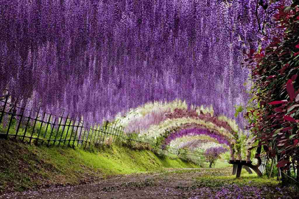 お花で癒されたい!のトピ