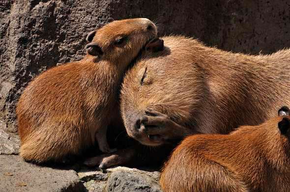 【画像】眠っている動物たち