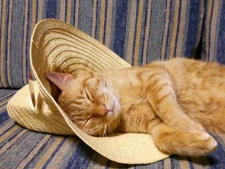 【画像】眠っている動物たち