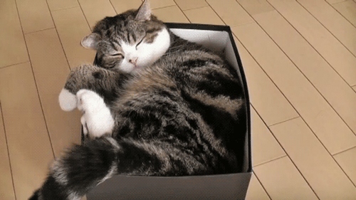 【画像】眠っている動物たち