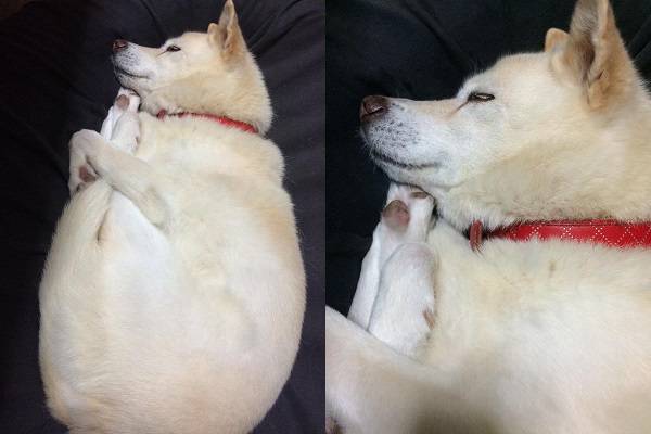 【画像】眠っている動物たち
