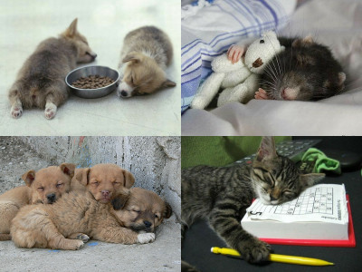 【画像】眠っている動物たち
