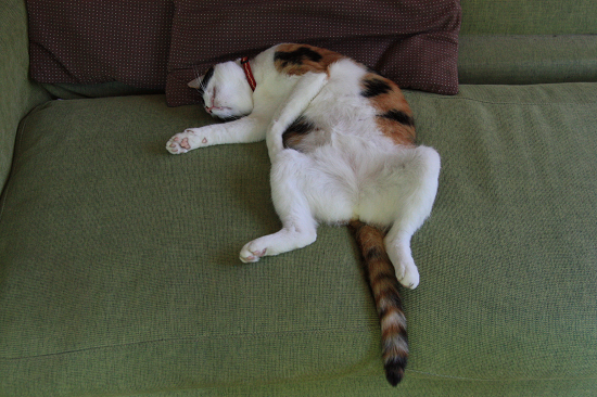 この連休、出かける予定がない方
