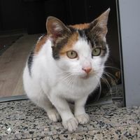 嫌なことがあったら見てください。癒しの猫動画45選【随時更新】 - NAVER まとめ