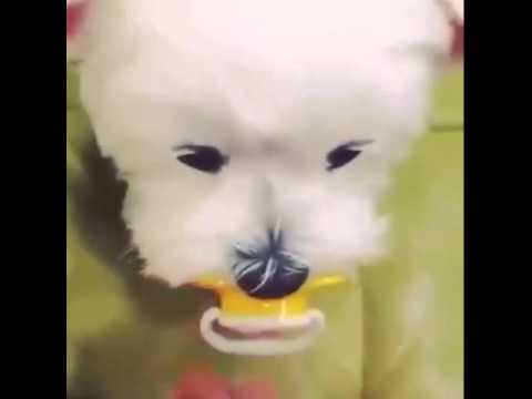 Puppy pacifier - YouTube