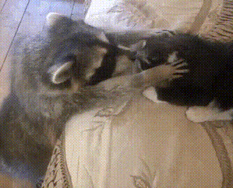 異種だけど仲良しの動物の画像