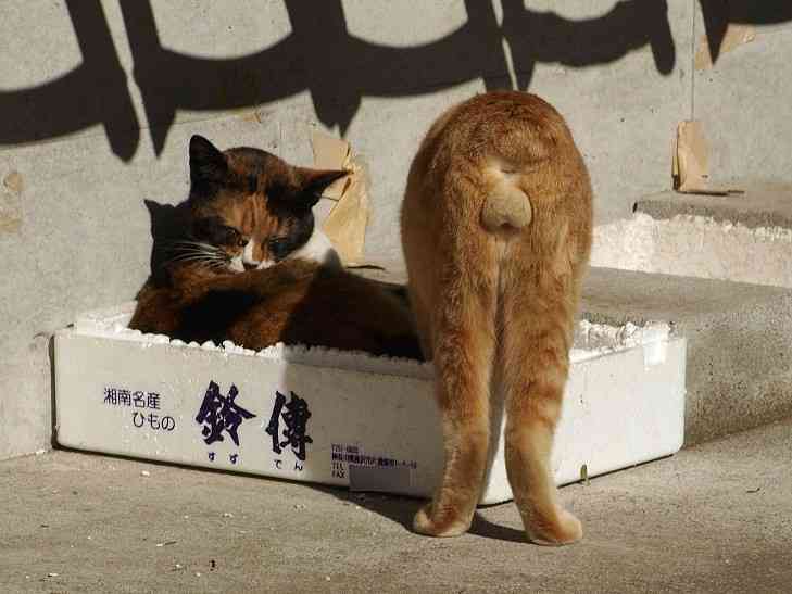 猫の「ω」の画像ください!