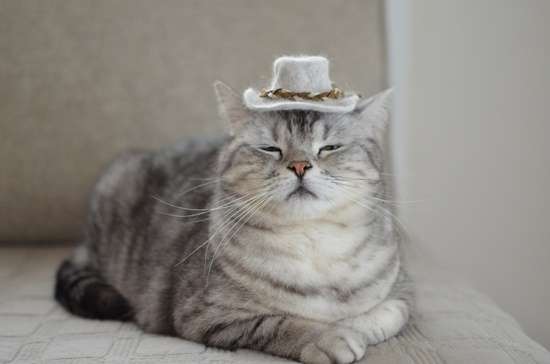 【画像】眠っている動物たち