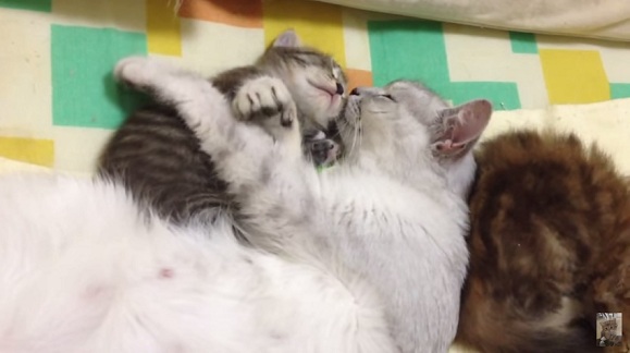 【画像】眠っている動物たち