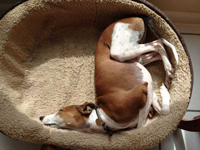 【画像】眠っている動物たち