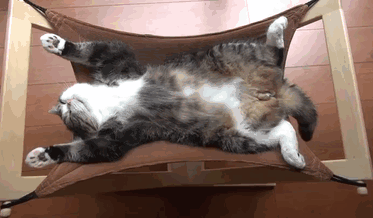 猫の「ω」の画像ください!
