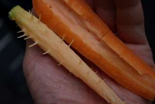 【閲覧注意?】ニンジンの様子がなにかおかしい…これって?