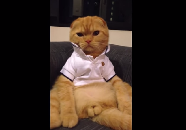 猫の「ω」の画像ください!