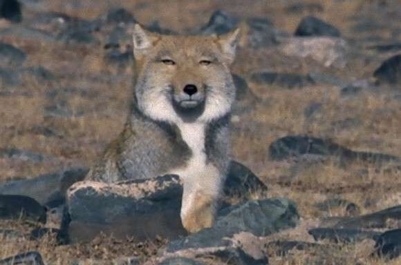 ガルちゃんのイメージ画像を貼ろう