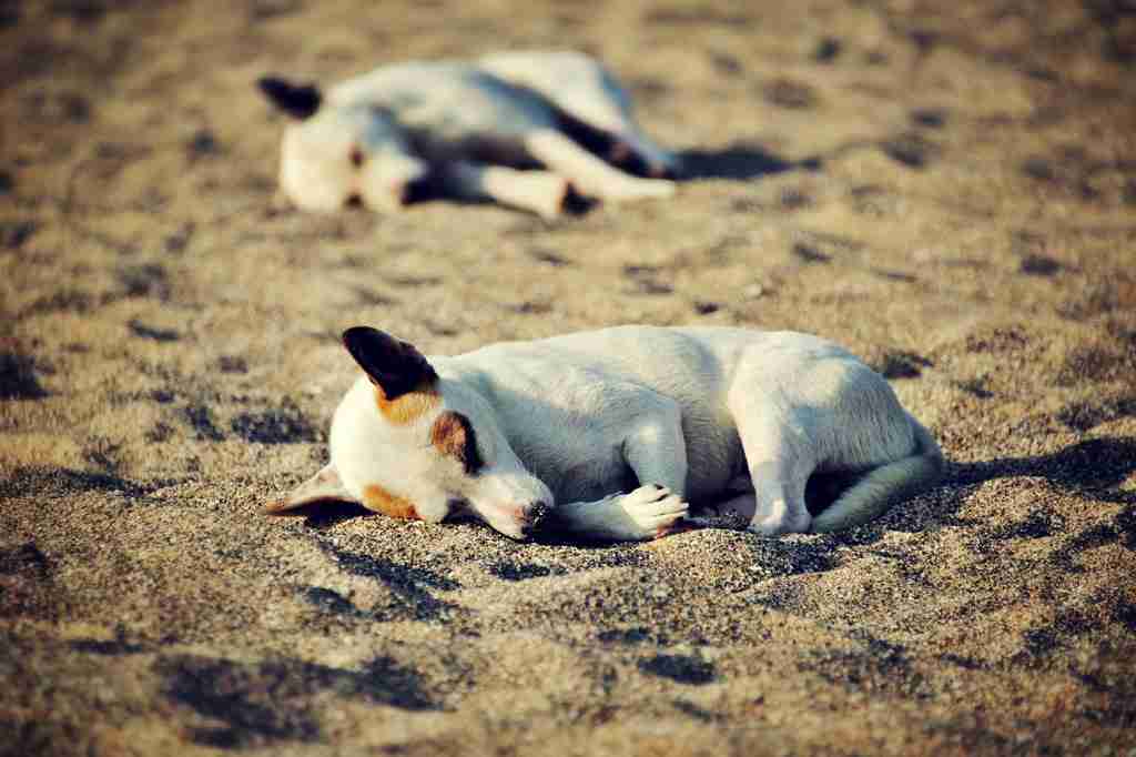 【画像】眠っている動物たち