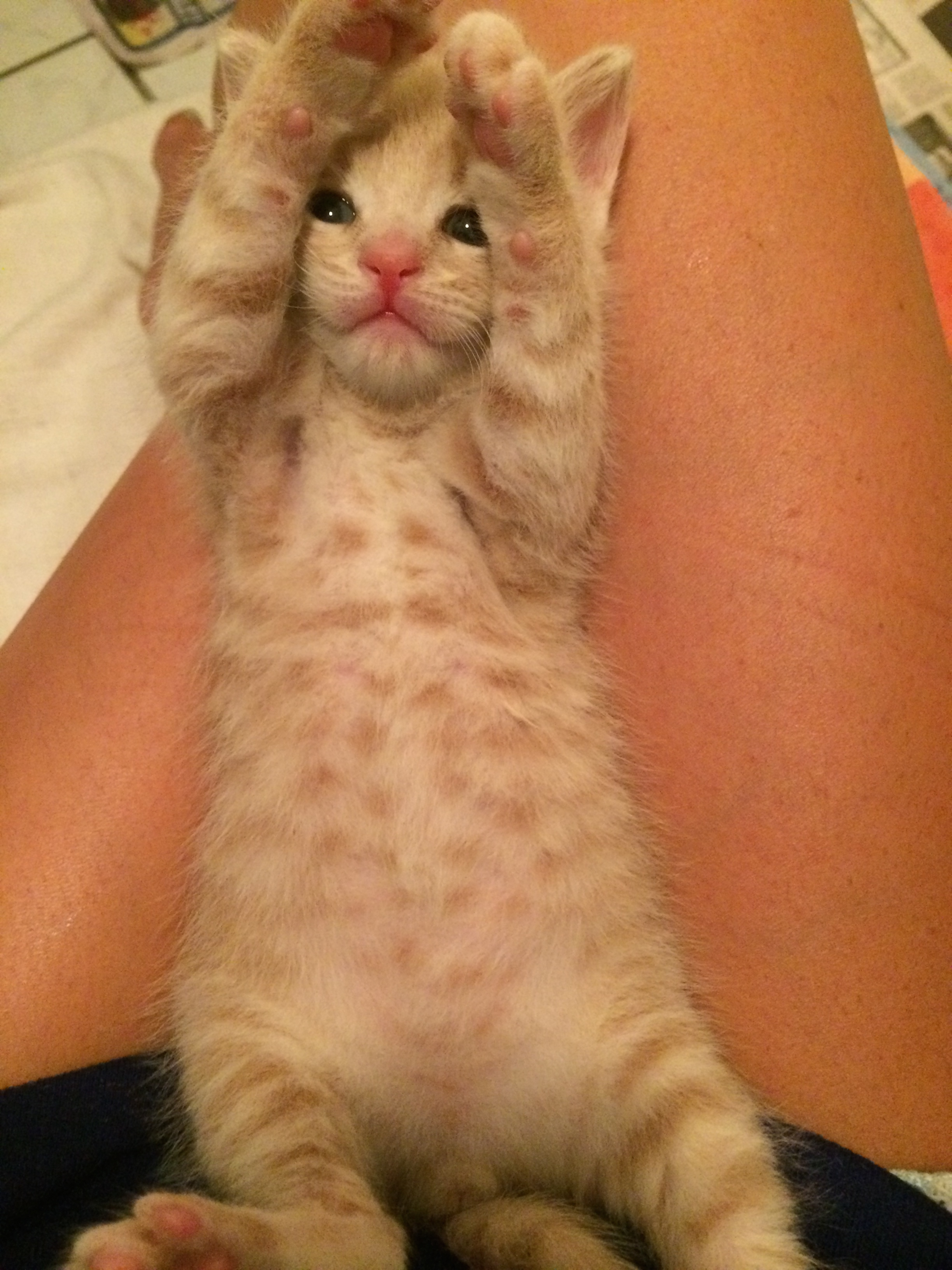 猫の「ω」の画像ください!