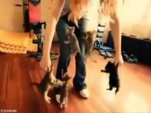 【かわいい】 ６匹の子猫たちが何度も何度もよじ登ってくる・・・！w - YouTube