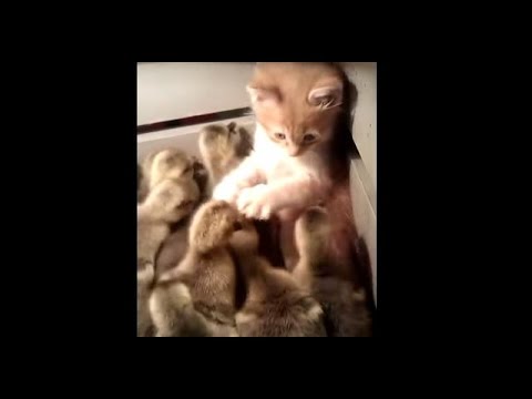 「ちょ、ちょっと待てニャ！」子猫がアヒルのヒナに囲まれ大パニック！w - YouTube