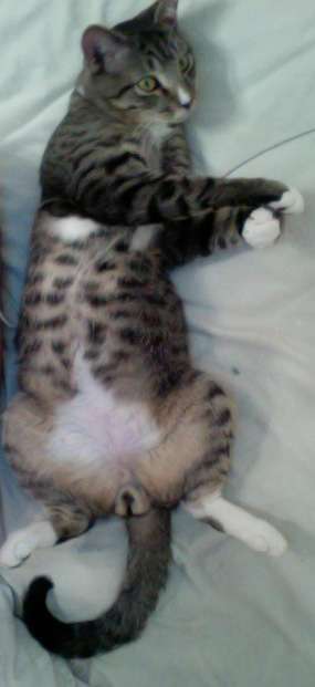 猫の「ω」の画像ください!