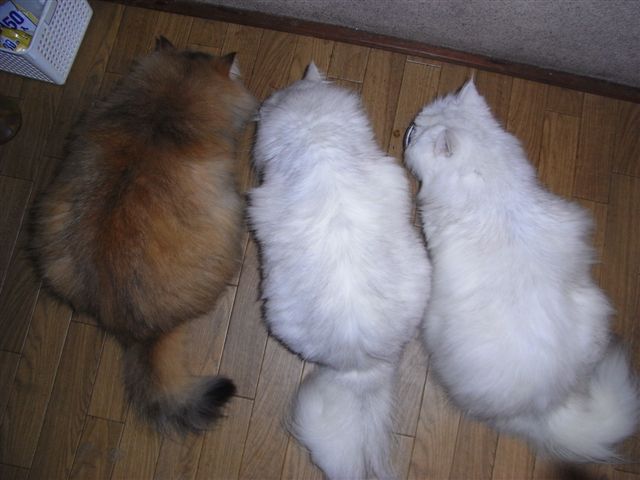 【画像】眠っている動物たち